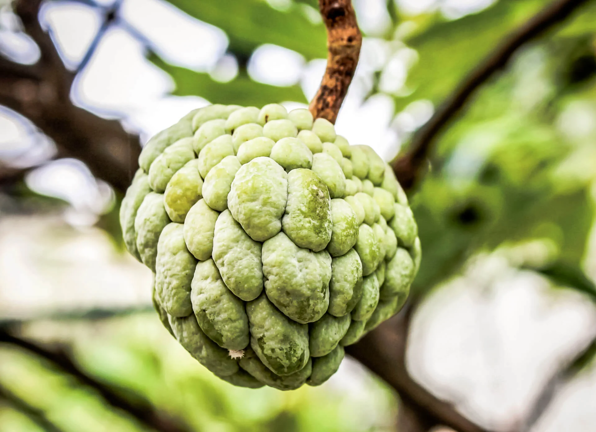 Fruta do conde (sugar-apple) on the tree