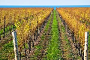 Icewine: 6 Things You Need to Know About Canada's National Treasure