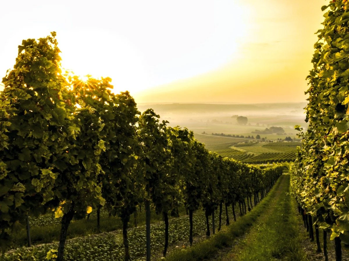 How to Host an Around the World Wine Party (with Free Printables)