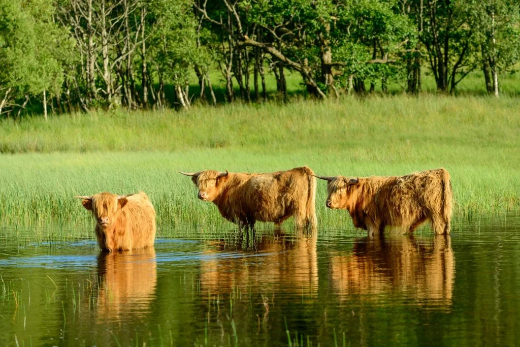Three Highland Cows standing in water to cool off on a hot summer day.