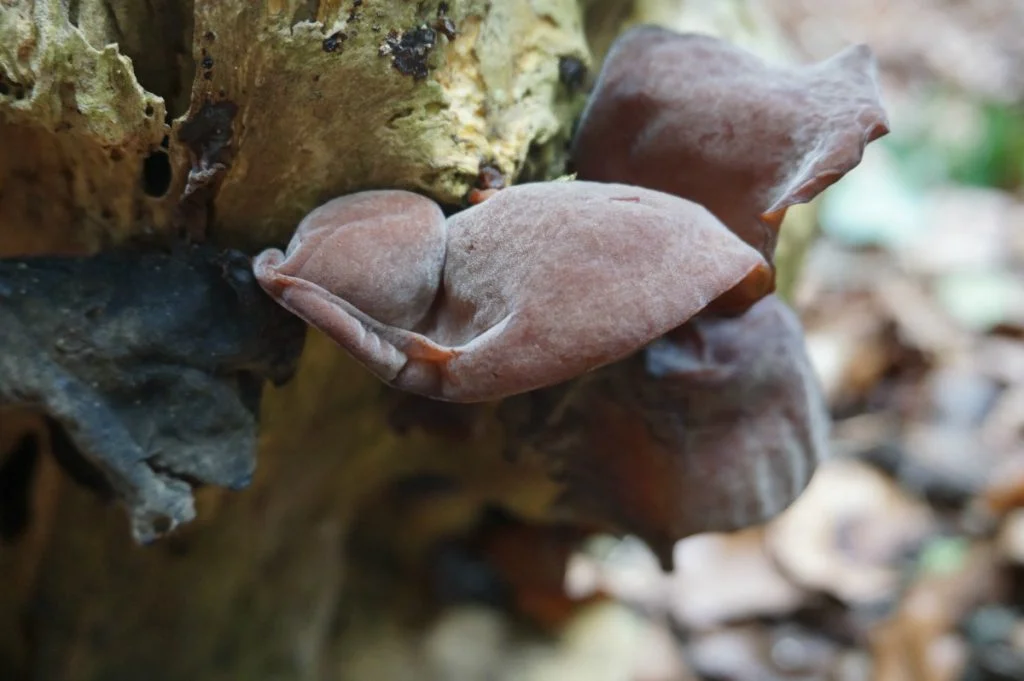 foraging for wild mushrooms