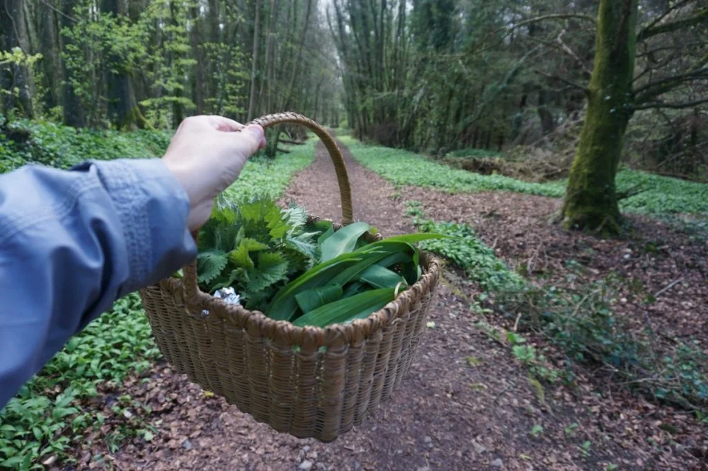 #foraging in ireland