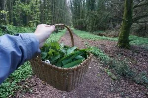 #foraging in ireland