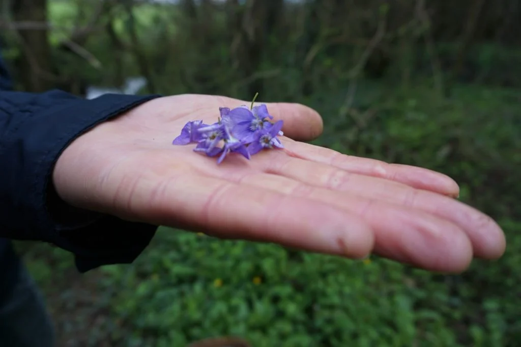 foraging for edible flowers