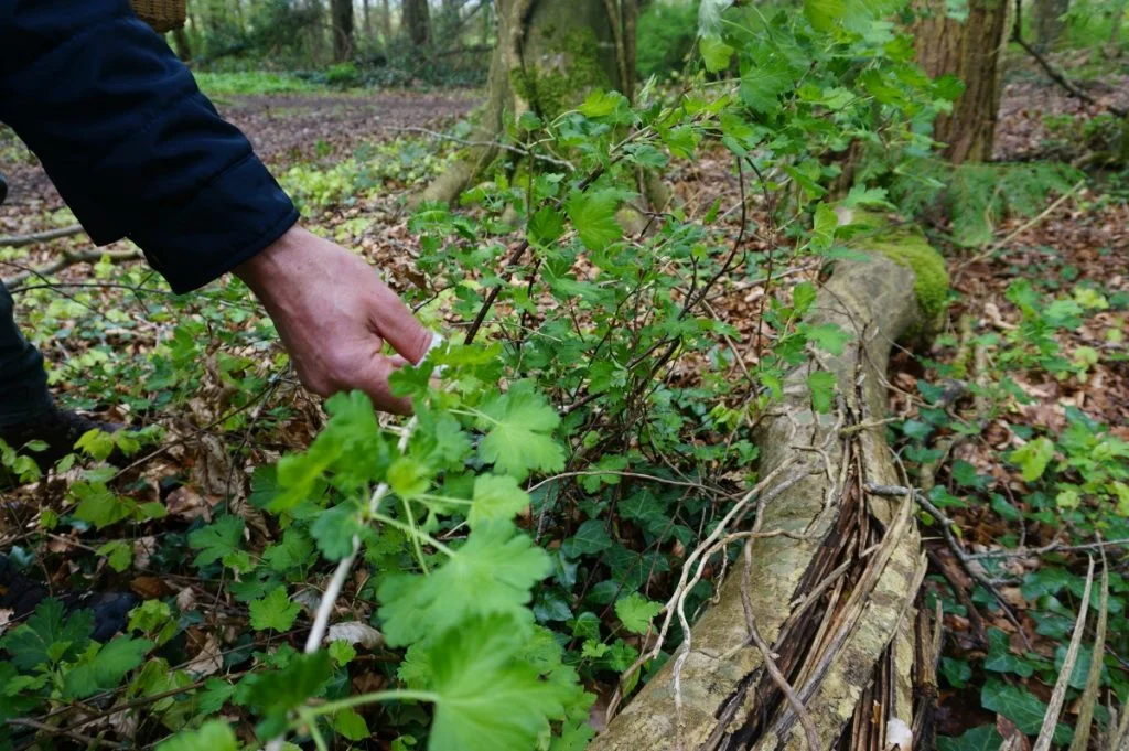 foraging for edible plants