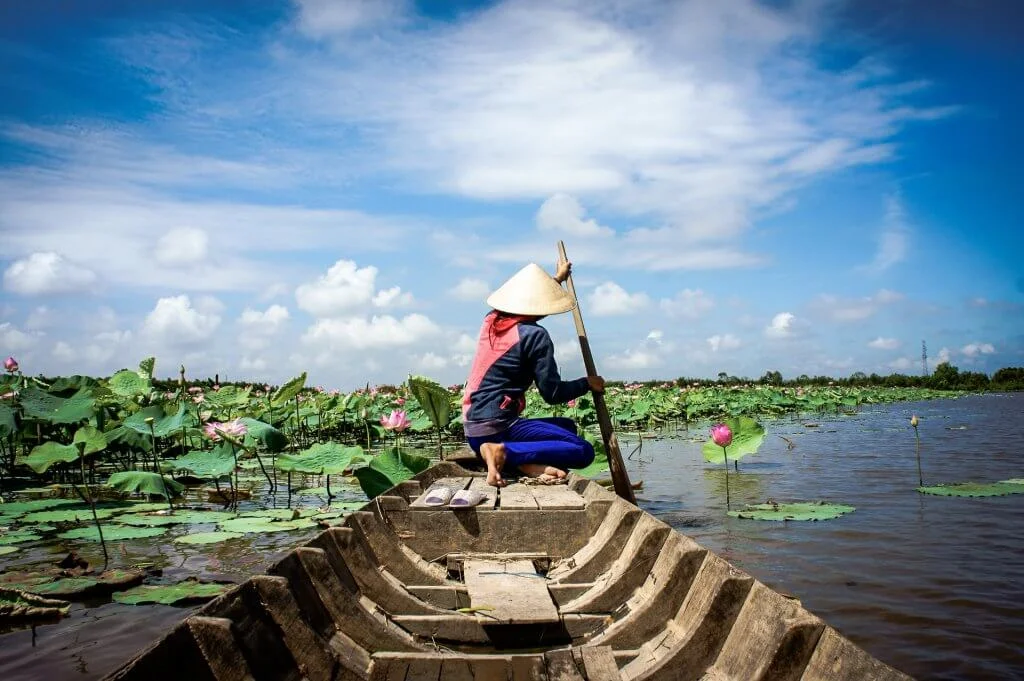 Beautiful landscaping of Vietnamese village, woman rowing the row boat to pick lotus flower on waterlilly pond, large aquatic flora lake in green leaf, pink flower make amazing scene at Mekong Delta