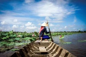 Beautiful landscaping of Vietnamese village, woman rowing the row boat to pick lotus flower on waterlilly pond, large aquatic flora lake in green leaf, pink flower make amazing scene at Mekong Delta