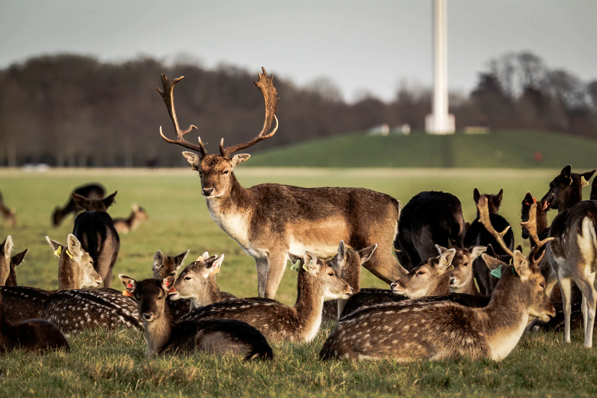 Herd of deer in Phoenix Park, Dublin