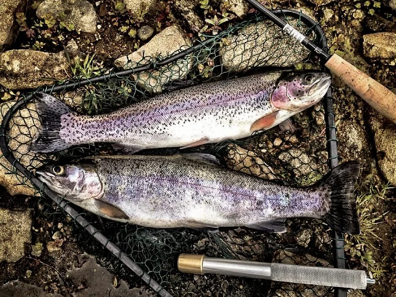 Two trout cooking over hot coals